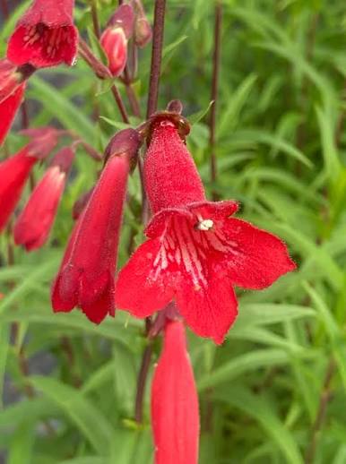 Red Penstemon Flower Seeds
