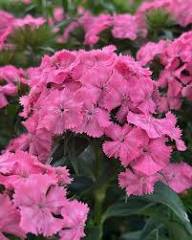 Pink Dianthus Flower Seeds – - Heirloom Non GMO Premium Garden Seeds for Planting, High Germination Outdoor Plants