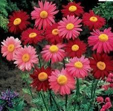 Pink Pyrethrum Daisy Perennial Flower Seeds 