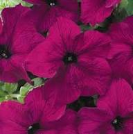 Marron Petunia Flower Seeds for Planting Heirloom Non-GMO High Germination Organic Garden Seeds Colorful Blooms -