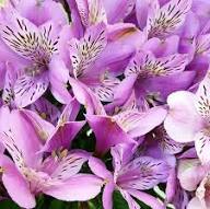 Purple Alstroemeria Flower Seeds Exotic Flowering Plants Colorful Backyard Beauty Colorful Seeds for Planting Heirloom N