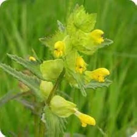 Yellow Rhinanthus Flower Seeds 