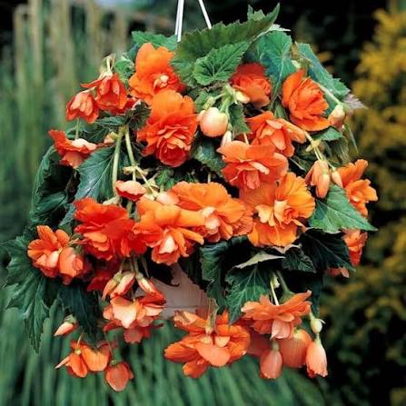 Orange Begonia Flower Seeds