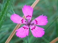 Pink Dianthus Flower Seeds - Heirloom Non GMO High Germination Premium Garden Seeds for Planting