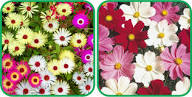 Mixed Coreopsis Flower Seeds for Planting Heirloom Non-GMO High Germination Organic Garden Seeds Easy Grow Blooms