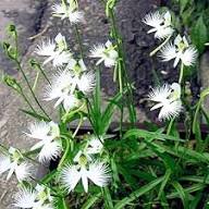 White Egret Orchid Flower Seeds – Heirloom, Non GMO, High Germination Seeds for Planting