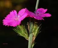 Pink Dianthus Flower Seeds - Heirloom Non GMO High Germination Premium Garden Seeds for Planting