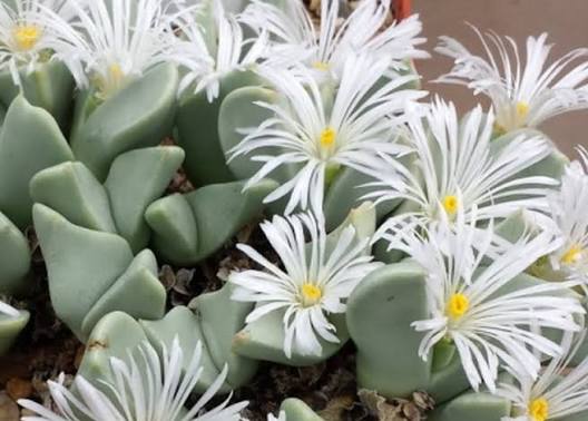 White Conophytum Flower 