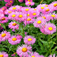 Pink Erigeron Flower Seeds for - Heirloom Non GMO Premium Garden Seeds for Planting, High Germination Outdoor Plants