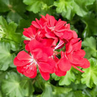 Red Ivy Geranium Flower Premium Floral for Planting Heirloom Non-GMO High Germination Organic Garden for Decorative