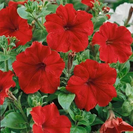 Red Petunia Flower Seeds 