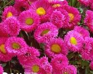 Pink Erigeron Flower Seeds