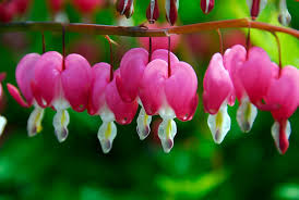 Mixed Dicentra Spectabilis Flower Seeds for Planting Heirloom Non-GMO High Germination Organic Garden Seeds - Heirloom