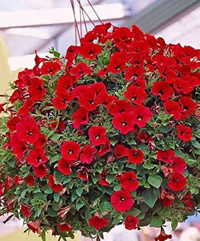 Red Petunia Flower Seeds 