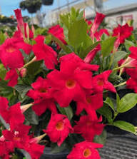 Red Dipladenia Flower for Planting Heirloom Non-GMO High Germination Organic Garden Seeds - Heirloom Non GMO High Germi