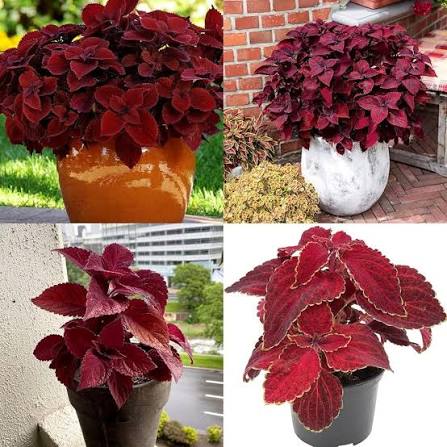 Pink Coleus Flowers Seed. 