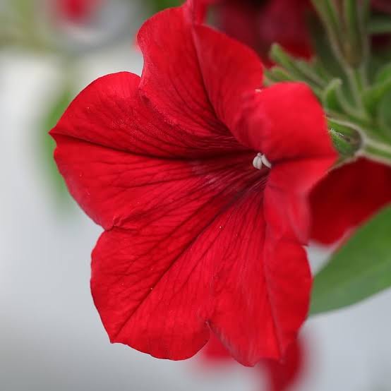 Red Petunia Flower Seeds