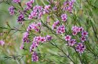 Pink Chamelaucium Flower Seeds 
