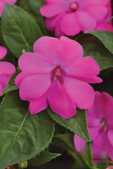Pink Impatiens Flower Seeds