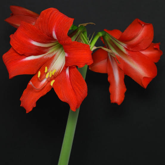 Hippeastrum Flower Seeds
