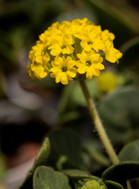 Yellow Verbena Flower Seeds – Exotic Flowering Plants for Vibrant Garden Beauty