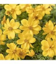 Yellow Bidens Flower Seeds