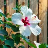 White Roselle Hibiscus Flower Flower Seeds - Heirloom Non GMO High Germination Organic Garden Planting Seeds