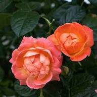 Orange Floribunda Flower Seeds