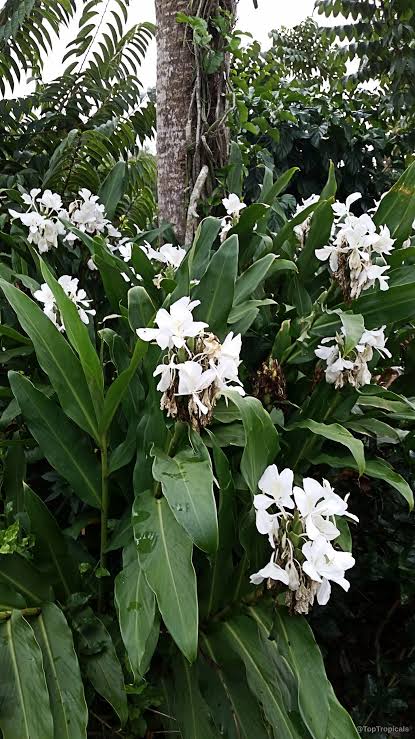 White Hedychium Flower Seeds – Rare Blooming Plants for Balcony and Outdoor Gardening