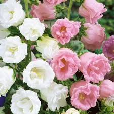 Campanula Flower Seeds 