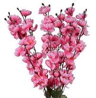Pink Blossom Flower Seeds