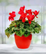 Red Cyclamen Flower Seeds Easy Grow Blossoms Home Garden Decoration Colorful Landscape Seeds for Planting Heirloom Non GMO High Germination Organic Garden Seeds