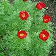 Red Fern Leaf Peony Flower Seeds