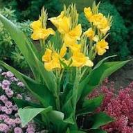 Yellow Canna Lily Flower Seeds Heirloom Non GMO High Germination Organic Garden Seeds for Colorful Seeds for Planting He