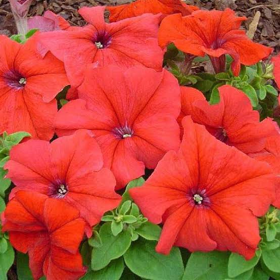 Red Petunia Flower Seeds 