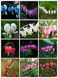 Mixed Dicentra Spectabilis Flower Seeds