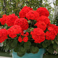 Red Red Geranium Flower Fresh Planting Geraniums Flower Seeds Home Garden Planting Seeds for Planting Heirloom Non-GMO