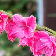Pink Gladiolus Flowers Seeds