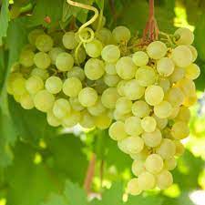 Gold Finger Grape Vitis Vinifera