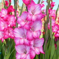 Pink Gladiolus Flowers for Planting Heirloom Non-GMO High Germination Organic Garden Backyard Beauty Flower Seeds - He