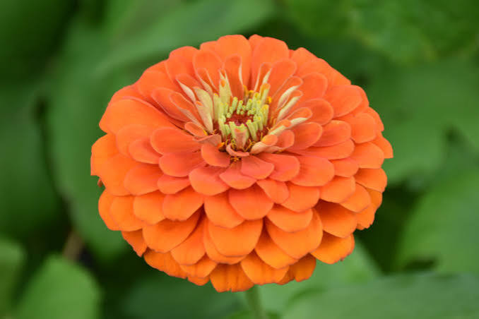 Orange Zinnia Flower Seeds for - Heirloom Non GMO Premium Garden Seeds for Planting, High Germination Outdoor Plants