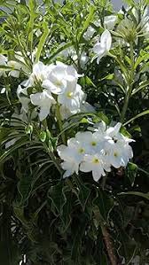 White Streptocarpus Flower Seeds 