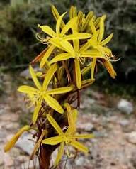 Yellow Asphodeline Flower Seeds Rare Blooming Plants Balcony and Patio Gardening Colorful Seeds for Planting Heirloom Non GMO