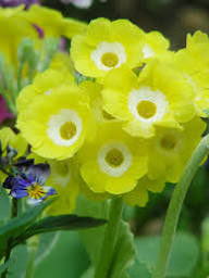 Yellow Primrose Flower Seeds
