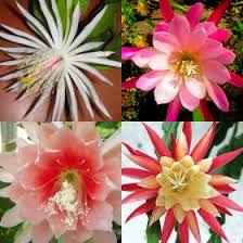 Mixed Epiphyllum Flower Seeds