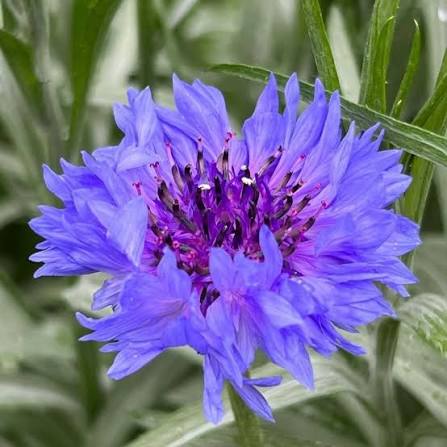 Centaurea Flower Seeds 