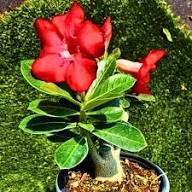 Double Azalea Flower Seeds - Heirloom, Non-GMO, High Germination Flower Seeds for Planting