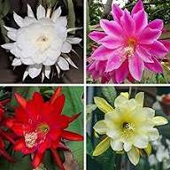 Mixed Epiphyllum Flower Seeds for Planting Heirloom Non-GMO High Germination Organic Garden Seeds Colorful Blooms -