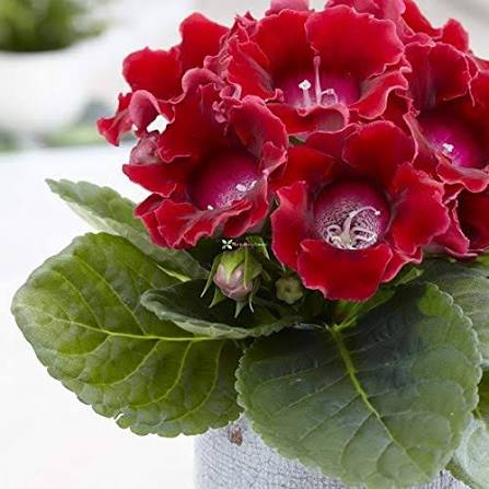 Red Gloxinia Flowers Seeds