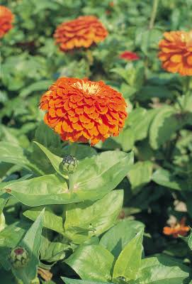 Orange Zinnia Flower Seeds
